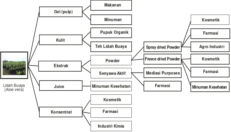 Punya Banyak Khasiat Mengulik Peluang Bisnis Lidah Buaya Di Pasar Domestik Dan Ekspor