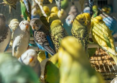 Ide Bisnis Budidaya Burung 2026: Lovebird, Kenari, Puyuh, hingga Merpati, Mana yang Paling Potensial?