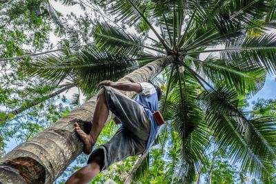 Cara Mengurus Izin Usaha Hasil Hutan Bukan Kayu (HHBK) untuk UMKM