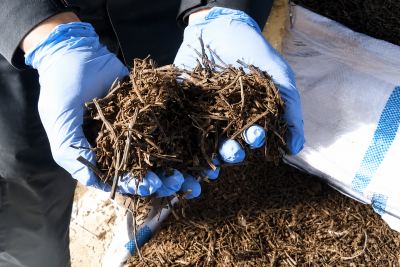 Ekspor Daun Cincau Kering Jawa Tengah Tembus 403 Ton, Ini Syarat dan Peluangnya