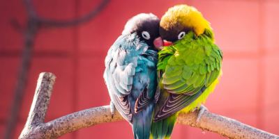 Cara Ternak Lovebird untuk Pemula: Kandang, Pakan, Anakan Siap Jual, dan Hitungan Biayanya