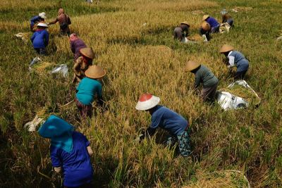 KUR Musiman 2026: Cicilan Tiap 6 Bulan atau Bayar Saat Panen