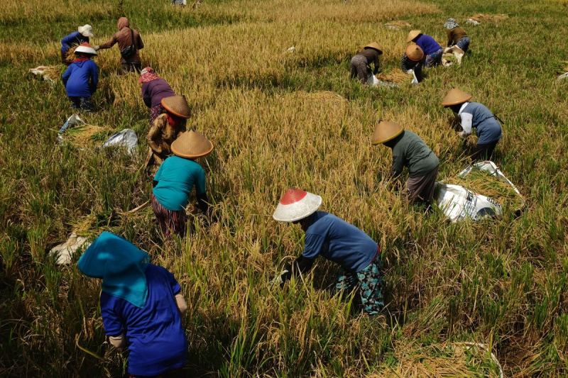 KUR Musiman 2026: Cicilan Tiap 6 Bulan atau Bayar Saat Panen