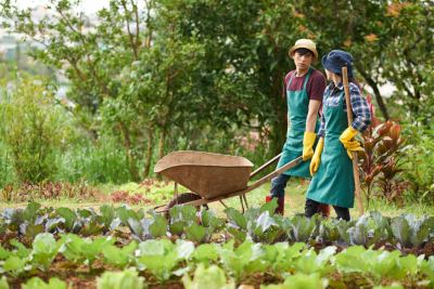 Opsi Pembiayaan KUR untuk Usaha Pupuk dan Sarana Produksi Pertanian